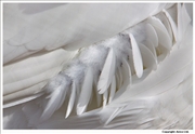Mute-Swan-feathers-7